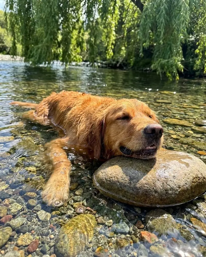 Vakantiewoningen waar honden welkom zijn in België