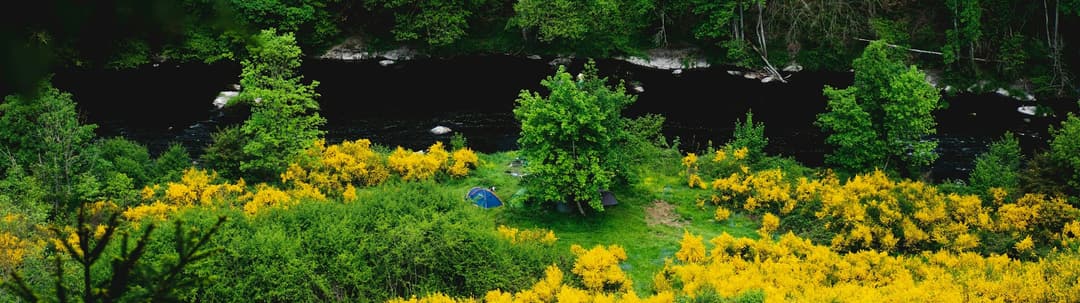 De Ourthe met bloeiende brem bij Houffalize